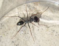 Cataglyphis iberica