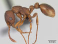 Myrmica specioides