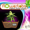 flower tabs germination graine