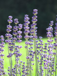 Lavendel