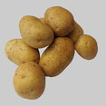 sept pommes de terre blanches aliment nocif pour le chien par coach canin 16 educateur canin en charente