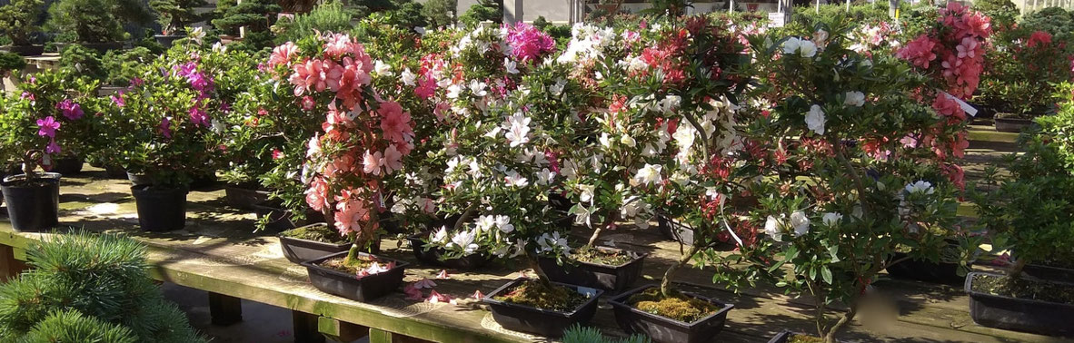 Azalee, Rhododendron, Bonsai Shop - www.bonsai-hassler.de