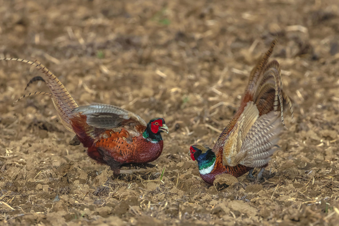 Fasanen # Revierkampf # Roland Valter # Naturfotografie # 