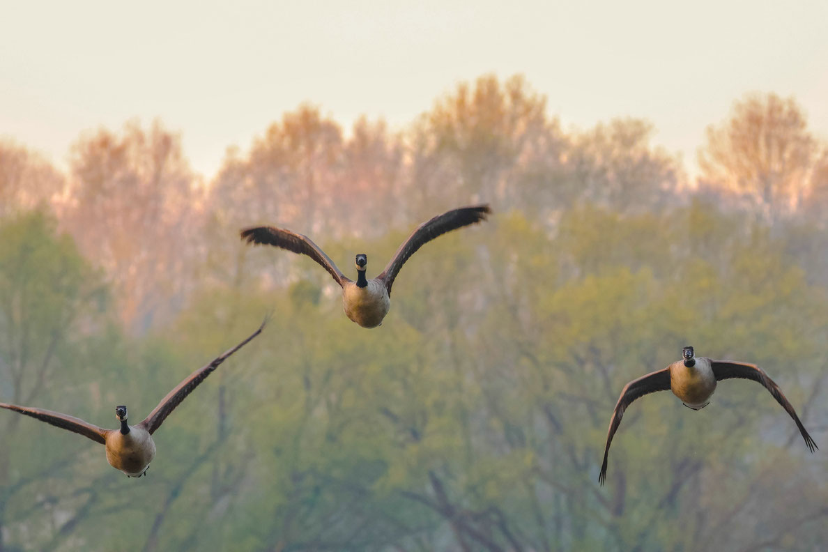 Kanada Gänse ' Roland Valter # Naturfotografie # 