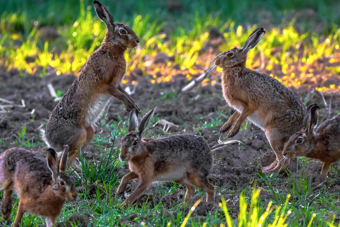 Feldhasen # Gruppe # Hasenfreude # Lebensfreude # Roland Valter # Naturfotografie # 