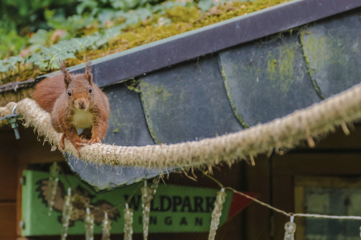 Eichhörnchen #Roland Valter # Naturfotografie # 
