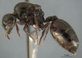 Crematogaster auberti