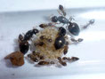 Crematogaster sordidula