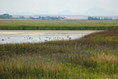 Michelsons' Marsh, Alberta