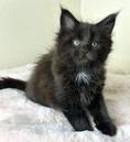 Maine Coon Kitten black