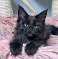 Maine Coon Kitten black