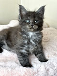 Maine Coon Kitten 8 Wochen