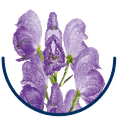 Aconitum napellus Blauer Eisenhut