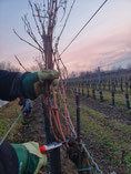 Weingarten Reben schneiden Winter Weinland Thermenregion Handarbeit