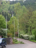 Maibaum 2010