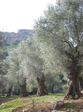 Nimrod's fortress, Israel
