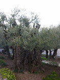in the Garden of Gethsemane