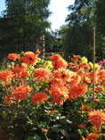 Dahliengarten