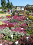 Heidegarten