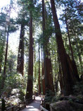 Muir Woods