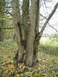 Über 100jährige Flatterulme am Rand des NABU-Waldes "Hölle". Dieser Baum lieferte das Saatgut für unser Ulmenprojekt. Foto: D. Jansen.