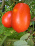 Tomate