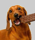 un chien marron tient une tablette de chocolat dans sa gueule par coach canin 16 educateur canin en charente