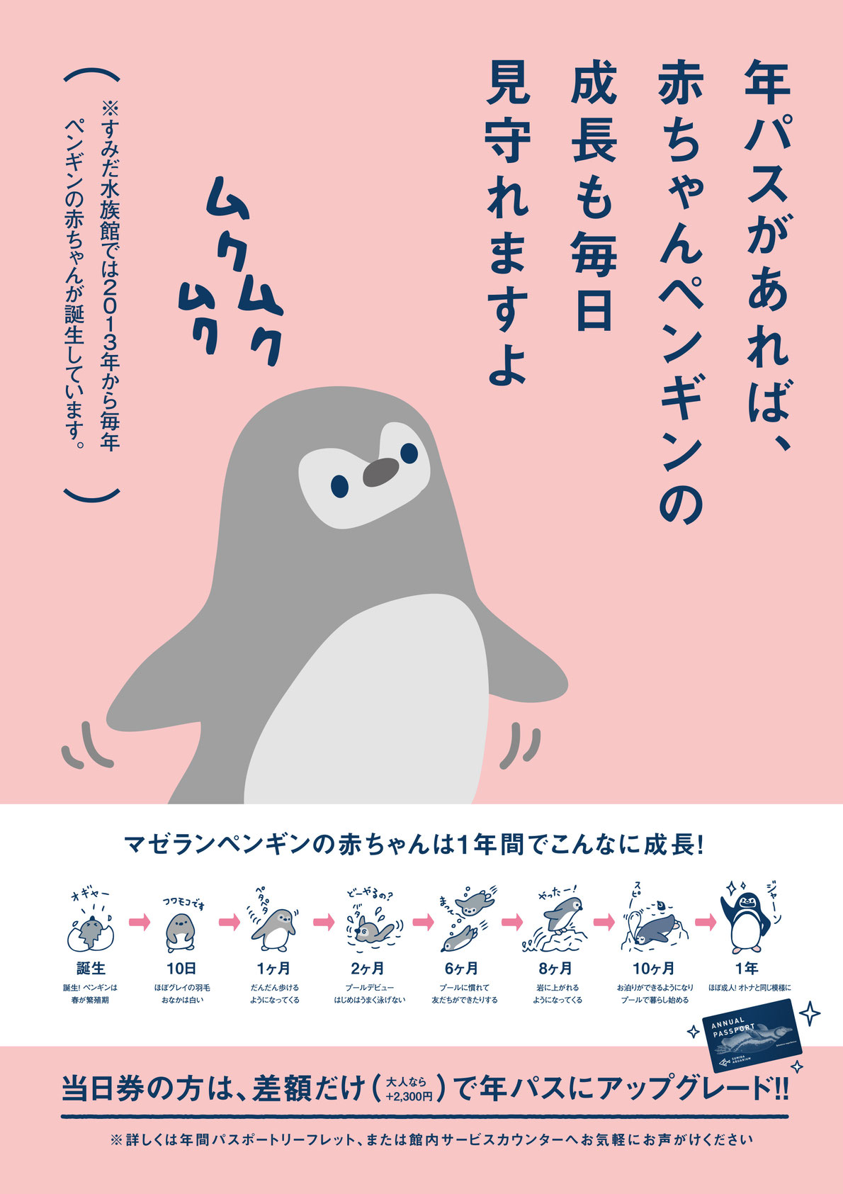 年パスがあれば、赤ちゃんペンギンの成長も毎日見守れますよ。当日券の方は、差額だけ（大人なら＋2,300円）で年パスにアップグレード！