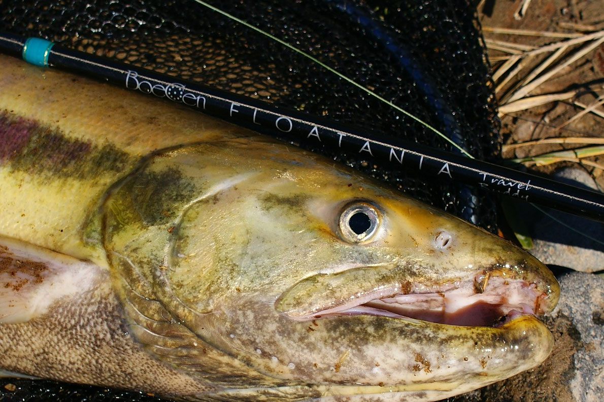5ピースフロートロッド旧プロトタイプでの鮭釣り