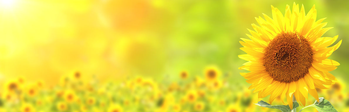 Eine Sonnenblume, im Hintergrund ein gelbes Blumenfeld