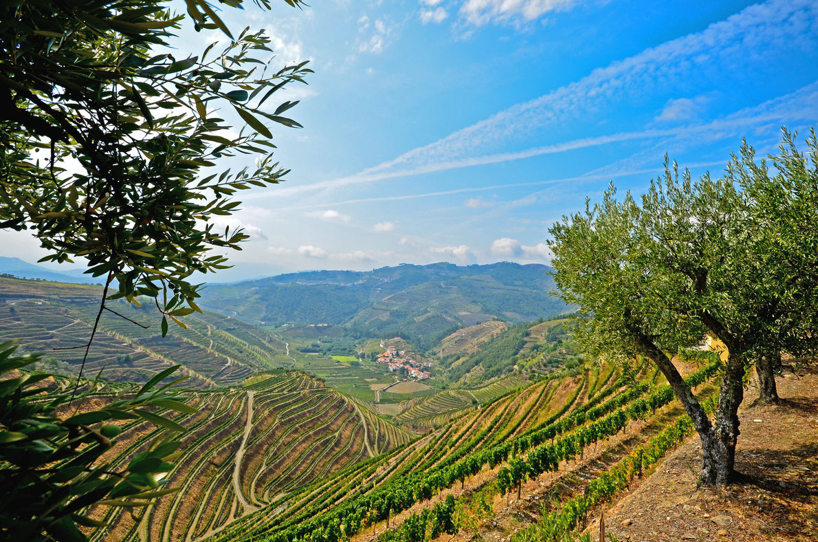 Douro Valley vineyard Portugal - Best Wine Destinations in Europe