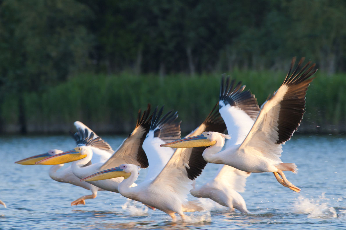 Danube Delta - Best Bird Watching destinations in Europe - Copyright iliuta goean - European Best Destinations