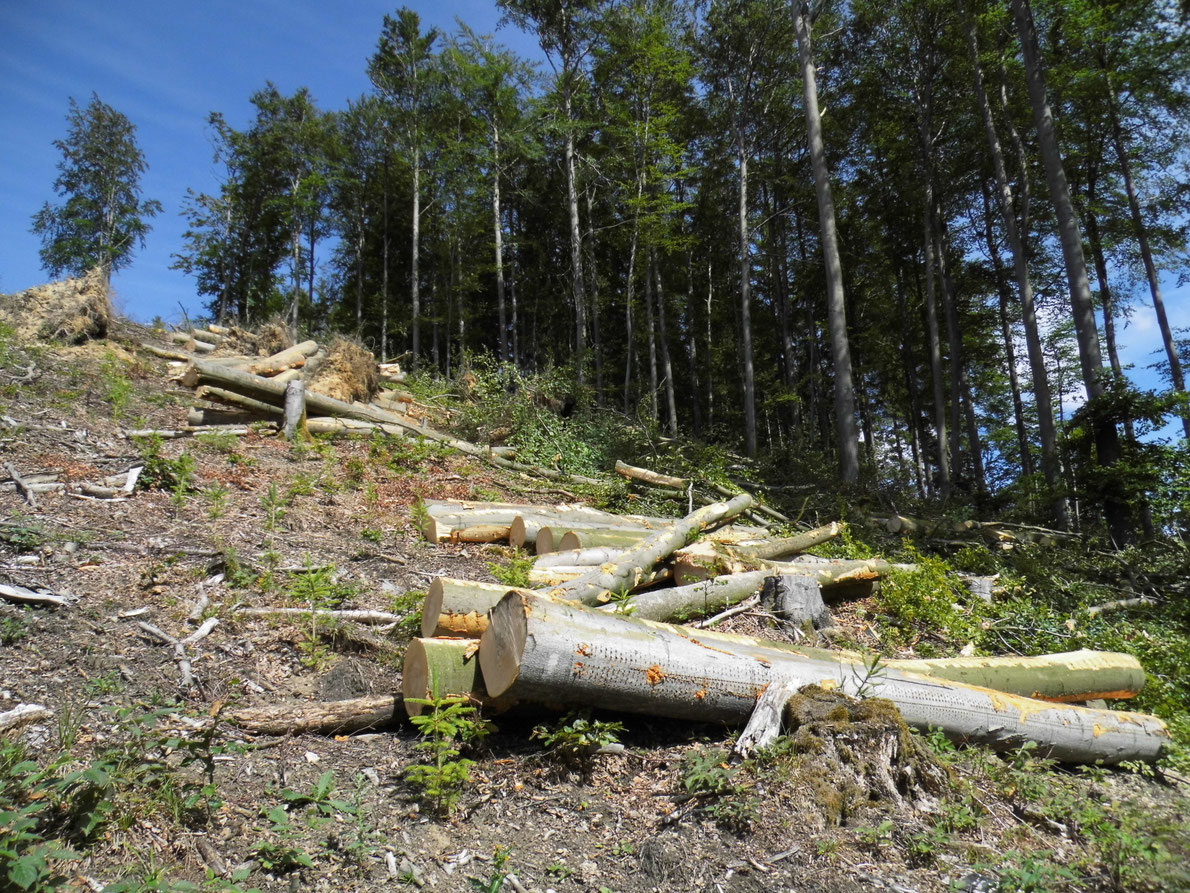 Neue „Waldzustandserhebung“: Das falsche Spiel mit den Zahlen - Bundesbürgerinitiative ...