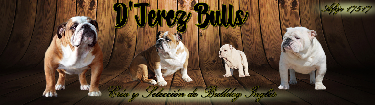 D'Jerez Bulls, Cría y Selección de Bulldog Inglés. Criadero en Jerez de la Frontera, Cádiz. Para toda España.