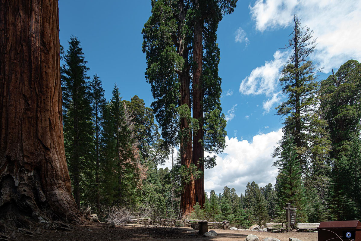 Sequoia National Park