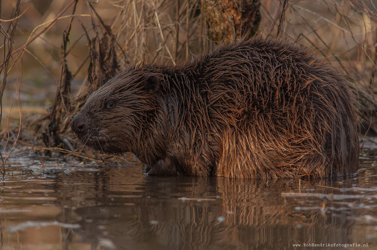 Bever