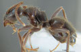 Lasius grandis