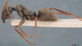 Formica lemani