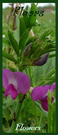 Fleurs / Flower / Photos de Crystal Jones / http://jardin-secret-de-crystal-jones.jimdo.com/ Photographies de la nature