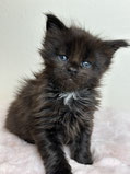 Maine Coon Kitten 5 Wochen