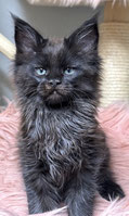 Maine Coon Kitten black 