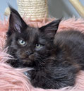 Maine Coon Kitten in black 