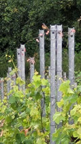Gartenrotschwanz in den Weinbergen