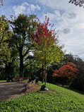 Baum mit bunten Blättern