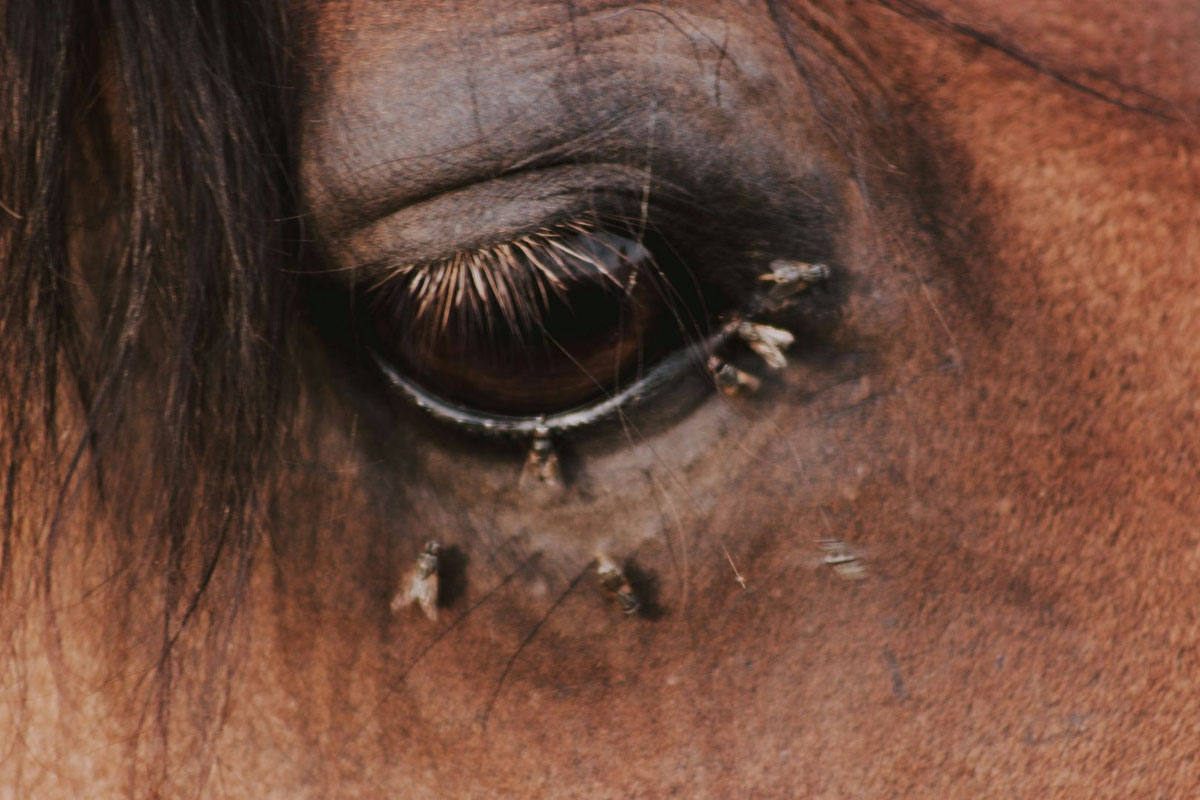 ETE MOUCHE INSECTES CHEVAL CHEVAUX ASTUCES CONSEILS 