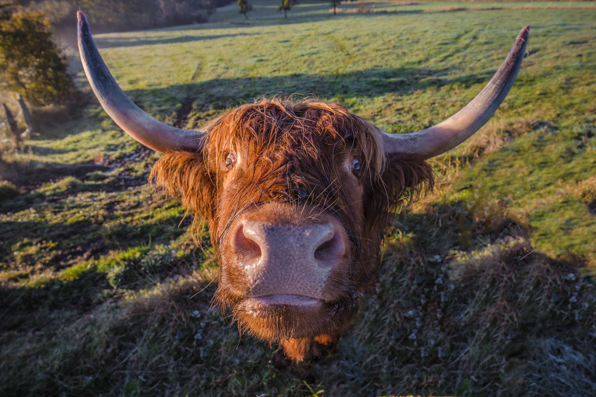 Highlander #Schottisches Hochlandrind # Roland Valter # Naturfotografie