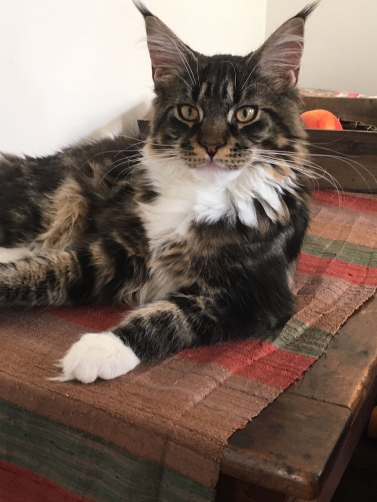 Nash de Gangsta coon's mâle Brown blotched tabby et blanc.Portée du 1er janvier 2017