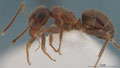 Lasius niger