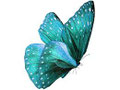 papillon/schmetterling-türkisfarbig