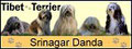 Tibet-Terrier-Zwinger "Srinagar Danda" seit 2001